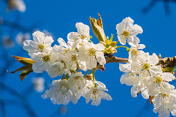 White, sakura, blossom, flowers HD wallpaper