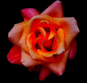 just_peachy, rose, 3d, red, flower HD wallpaper