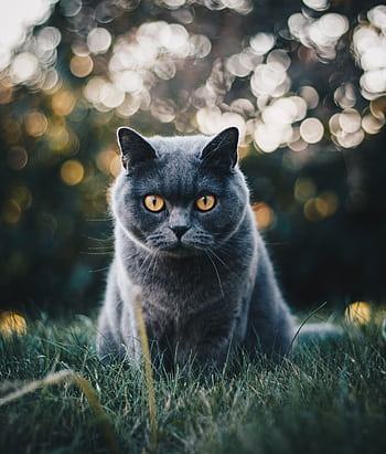A striking British Shorthair cat with bright yellow eyes sits on grass, surrounded by bokeh lights. HD phone wallpaper