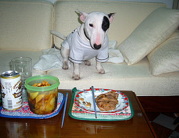 Fancy meal, cute, beer, pork chops, english bull terrier HD wallpaper
