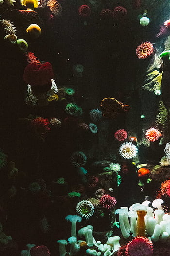 Colorful corals and marine life create a stunning underwater scene. HD phone wallpaper