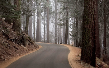 Nature, Trees, Turn, Forest, Fog, Climb, Lift, Mighty HD wallpaper