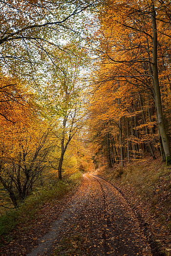 Nature, Autumn, Road, Forest, Fallen Leaves HD phone wallpaper