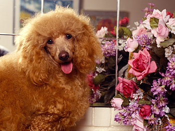 Animals, Dogs HD wallpaper