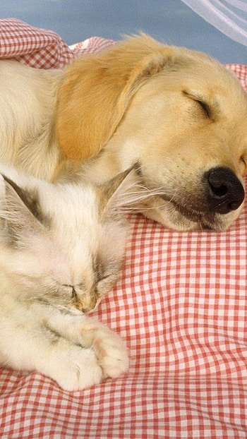 Cat And Dog, Sleeping, Good Night, Animals HD phone wallpaper