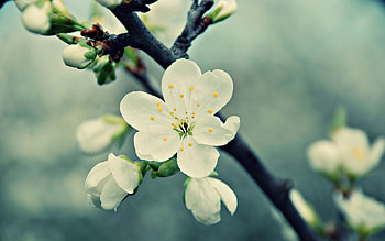 Flower, Macro, Branch HD wallpaper