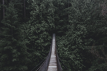 Nature, Trees, Bridge, Suspension, Hanging HD wallpaper