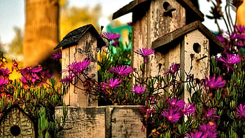Pretty Flowers, Flowers, Nature, Wood, Garden HD wallpaper