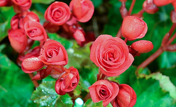 Red Roses, garden, nature, flowers, roses HD wallpaper