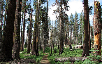 Nature, Trees, Grass, Summer, Greens, Path, Trail HD wallpaper