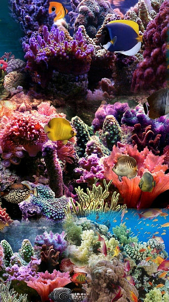 Stunning coral reef, High definition beauty, delight, wonders HD phone wallpaper
