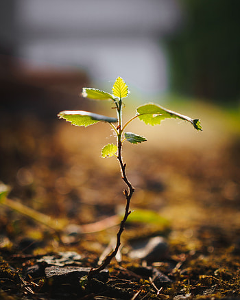 Leaves, Plant, Macro, Wood, Tree, Stem, Stalk, Sprout HD phone wallpaper