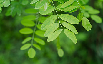 Leaves, Macro, Branch HD wallpaper