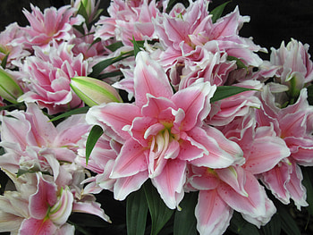 Exotic flowers at the pyramids 09, pink, graphy, green, Lilies, Flowers, garden HD wallpaper