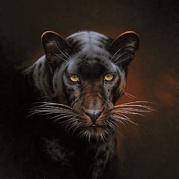 Black leopard, animal, black, fuz caforio, art, brown, leopard, painting, study, pictura HD wallpaper