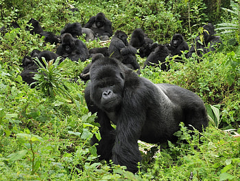Animals, Trees, Grass, Gorilla, Stroll HD wallpaper