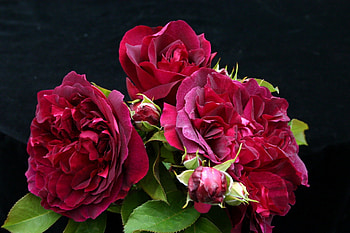 Flowers, Roses, Leaves, Bouquet, Buds, Three HD wallpaper