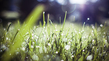 Depth-of-field bokeh shot of some dew-covered grass, bokeh, white, rain, morning, grass, depth of field, wet, lawn, yard, green, light, field, homey, dew, calm, home HD wallpaper