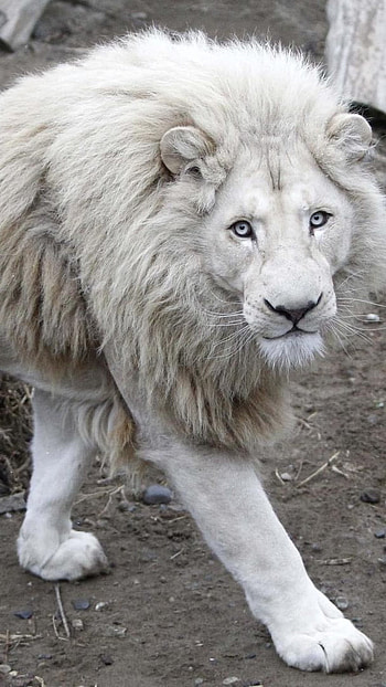 White Lion, Walk, Lion HD phone wallpaper
