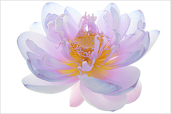 Blue Pink Lotcus, nature, fantasy, lotcus, flower HD wallpaper