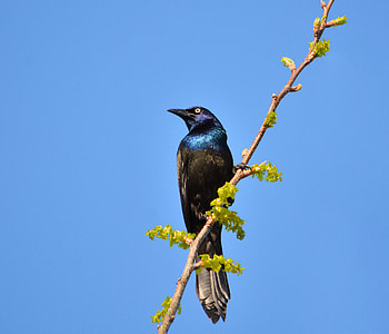 Animals, Bird, Branch, Nectar HD wallpaper