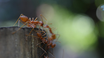 Red ants on ground, Close-up view, Stock video, Ground exploration HD wallpaper