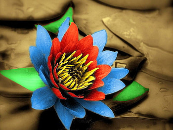 Colorful Flower, colorful, beautiful, , flower HD wallpaper