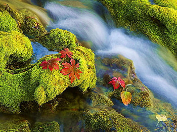 The last leaves of autumn, foam, moss, waterfall, red autumn leaves, rocks HD wallpaper