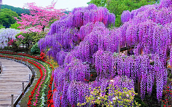 Wisteria, colors, spring, park, blossoms, trees HD wallpaper