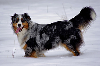 Animals, Snow, Dog, Relaxation, Rest, Stroll, Australian Shepherd HD wallpaper