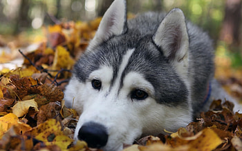 Animals, Dogs HD wallpaper