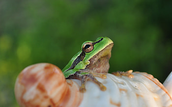 Frog, orange, green, broasca HD wallpaper