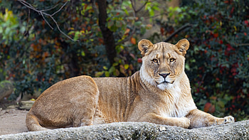 Majestic Lioness in – Stunning Wildlife, Animal, lion HD wallpaper