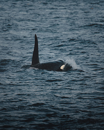 Animals, Water, Sea, Waves, Spray, Whale HD phone wallpaper