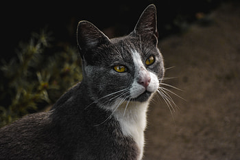 Animals, Cat, Pet, Grey, Sight, Opinion HD wallpaper