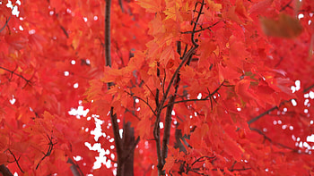 Bright red leaves, Autumn camera panning, 1300200 stock video, Autumn HD wallpaper