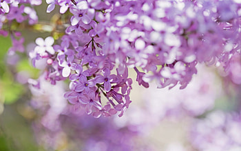 Lilac, branch, flower, spring, blossom HD wallpaper