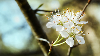 Flowers, Bloom, Flowering, Branch, Spring, Snow White, Trio HD wallpaper