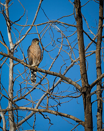 Animals, Bird, Wood, Tree, Predator, Hawk HD phone wallpaper