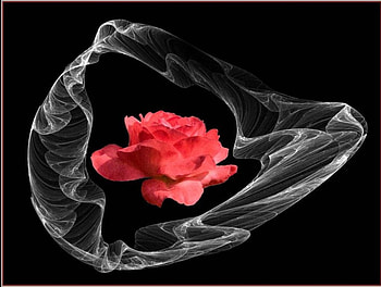 Rose, abstract, flower HD wallpaper