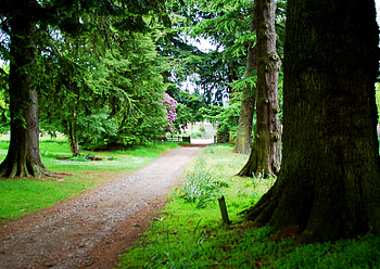Alley, Nature, Trees, Summer, Ladder, Gate, Wicket, Gangway HD wallpaper