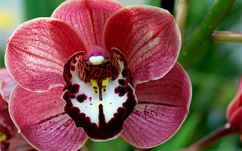 Plants, Flowers HD wallpaper