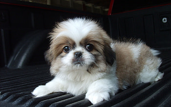 Animals, Fluffy, To Lie Down, Lie, Dog, Puppy, Kid, Tot HD wallpaper