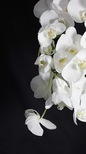 White Flowers, Adorable HD phone wallpaper