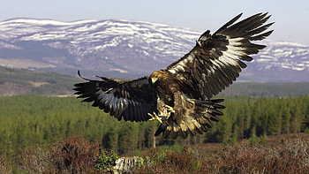 Soaring, Golden Eagles HD wallpaper