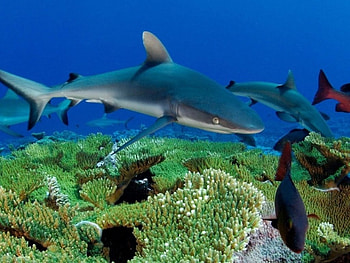 The Deep, swimming, reef, shark, blue sea HD wallpaper
