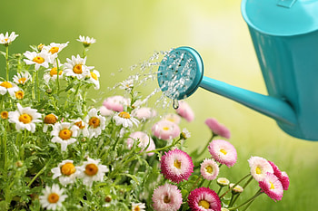 Spring Time, spring flowers, nature, flowers, grass, spring HD wallpaper