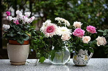 Flowers, Roses, Gerberas, Pot, Jugs, Cyclamen, Cyclamens HD wallpaper