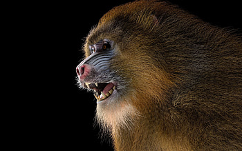 Baboon 3D model, Detailed animal rendering, Baboon fur and hair, Animal world HD wallpaper