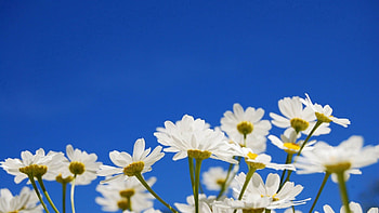 Flowers, Sky, Camomile, Plant HD wallpaper